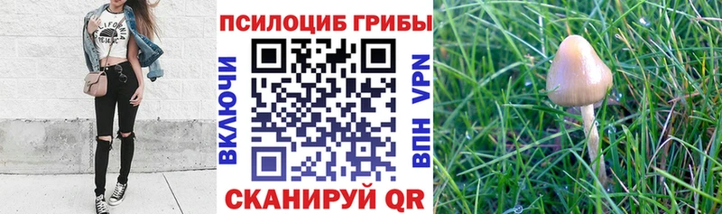 Псилоцибиновые грибы Psilocybe  Зеленокумск 